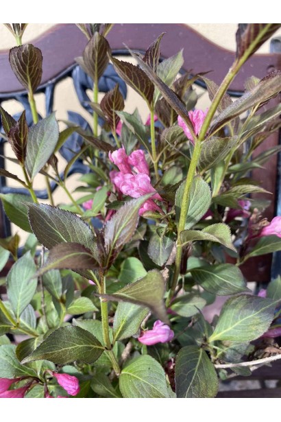 Вейгела квітуча Нана Пурпуреа  - 3л/вис.30-50см/Ø20-30см